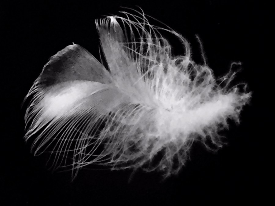 Kim V Goldsmith artist feather photograph