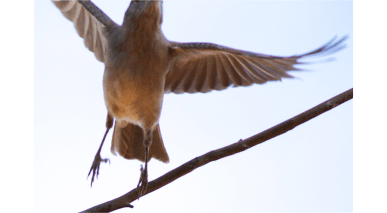 Kim V Goldsmith bird photos The Chaple Project